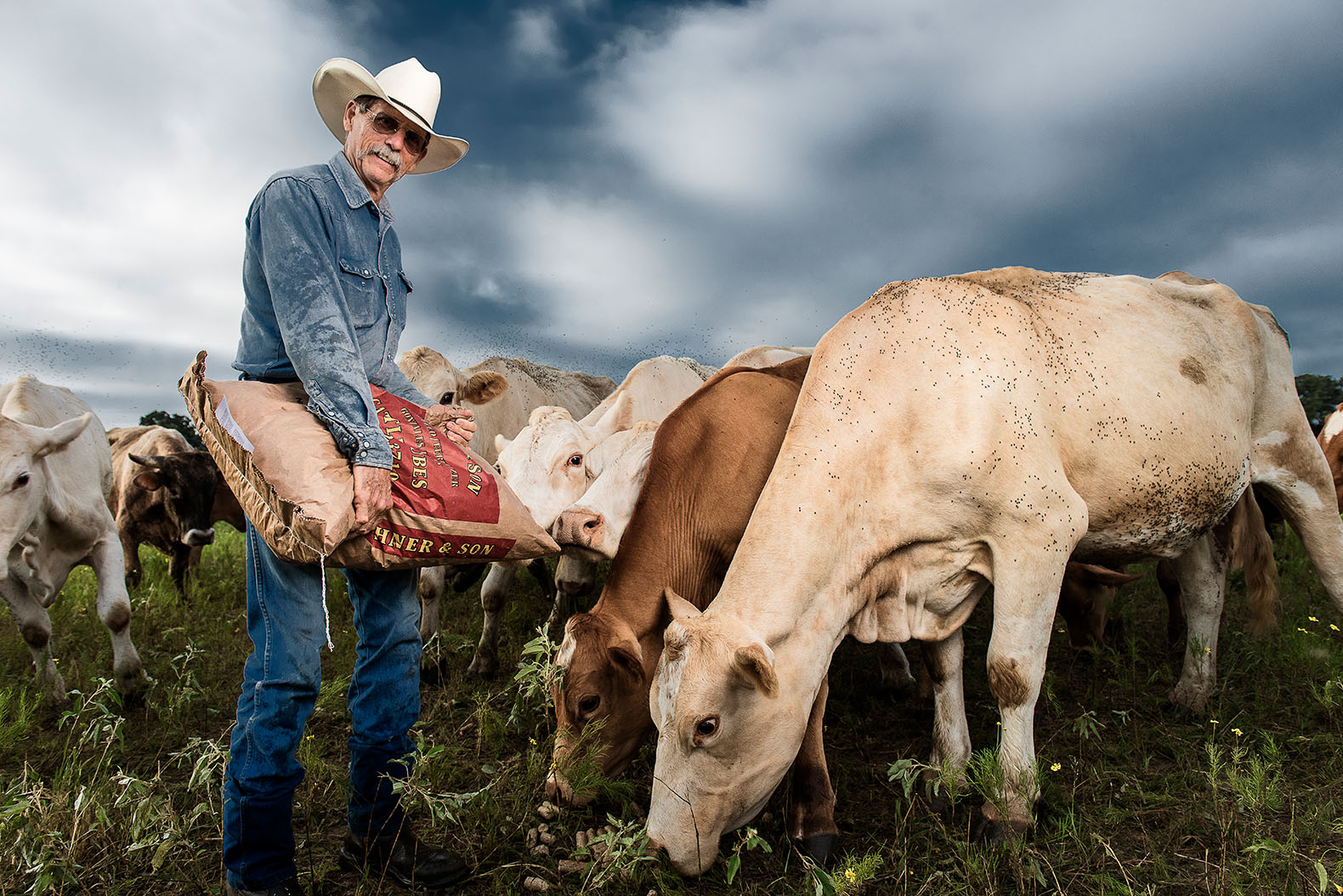 schaefer ranch feeding cattle