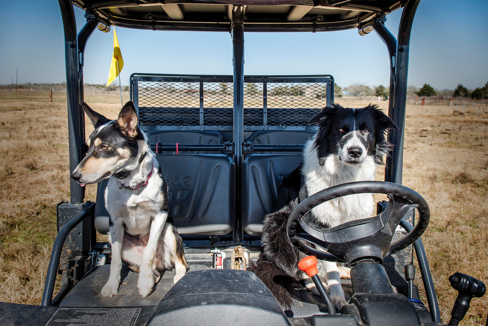 border collies