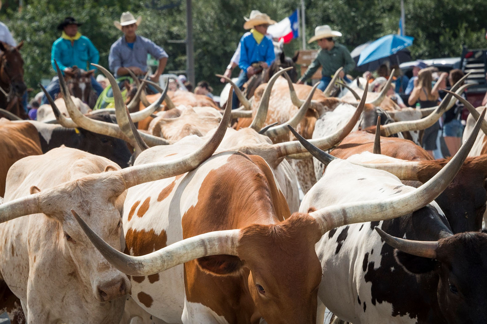 cattle drive