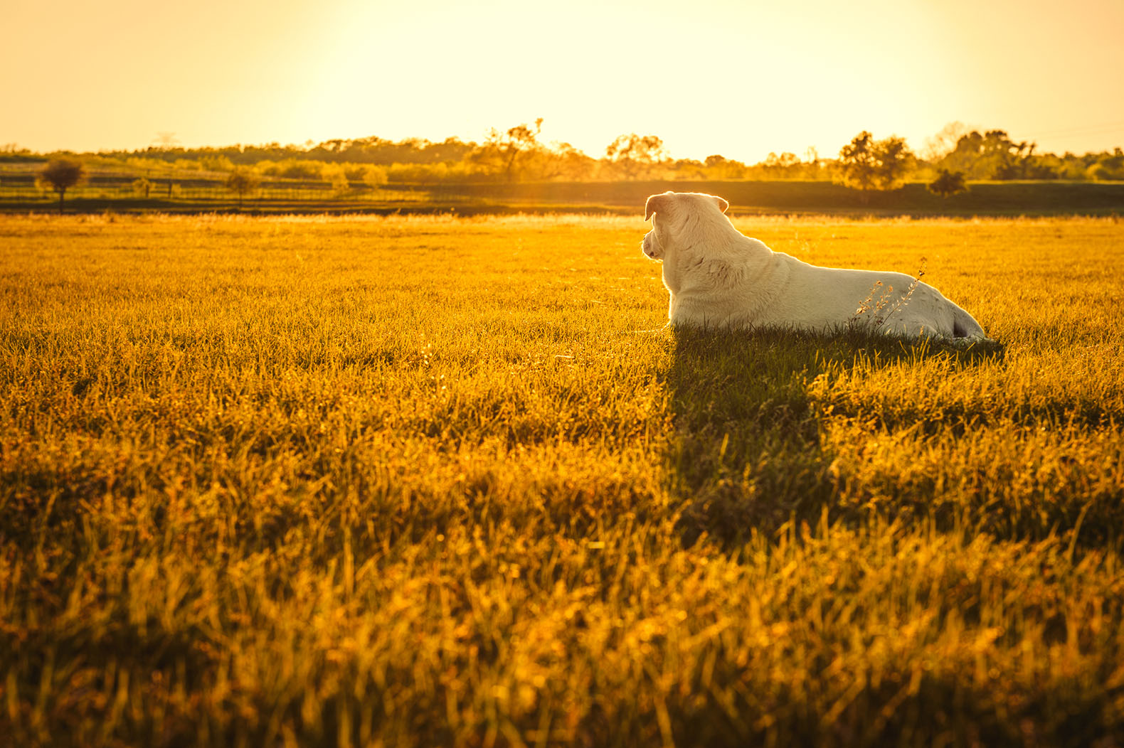 dog days of summer