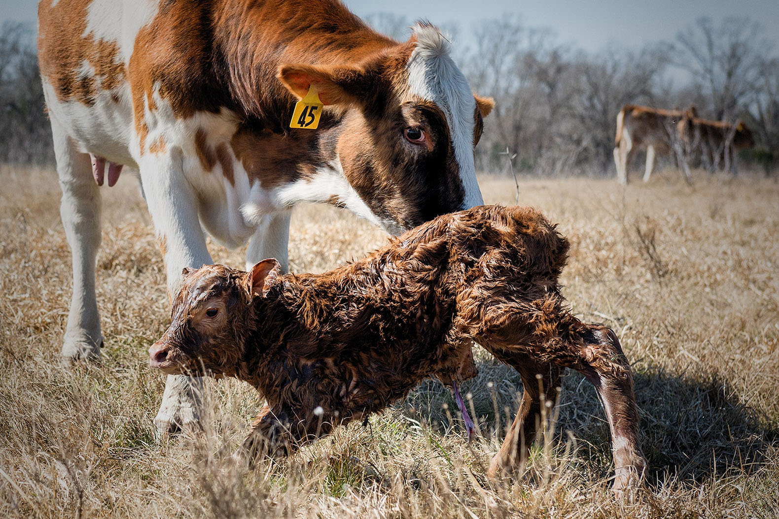 newborn calf